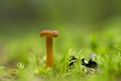 Champignon sur mousses